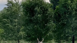 A deer in a grassy field with trees in the background. - A little bit of country (Aztec)