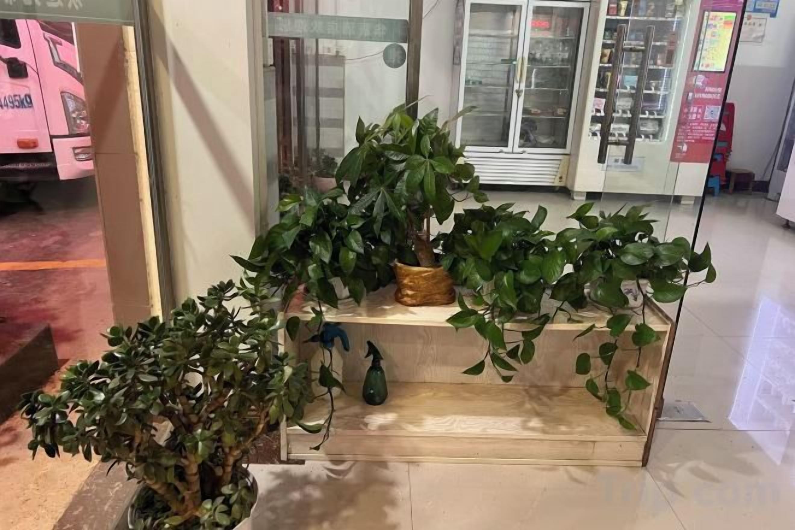 Una exhibición de plantas con varias macetas y un pequeño regador.