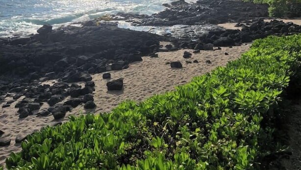 Una spiaggia con terreno roccioso, palme e cielo sereno.