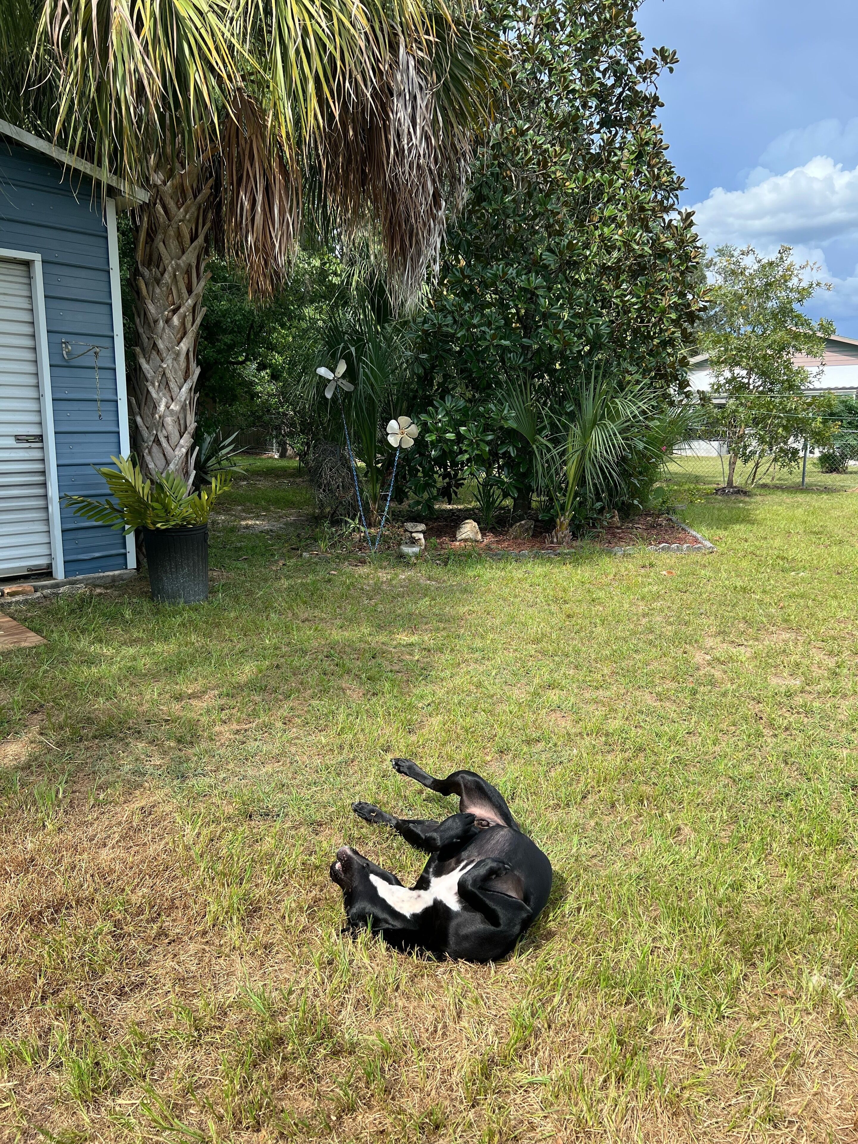 Un perro descansando sobre el césped en un patio trasero, con una casa y diversas plantas al fondo.