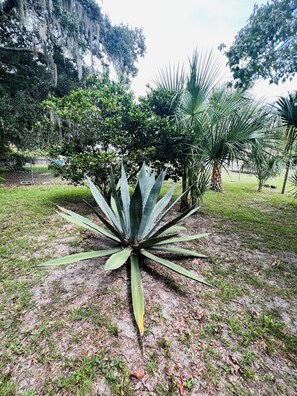 Property grounds - House of Shells 🐚 Fenced yard, 🐶 friendly, 🔥 pit (Crystal River)