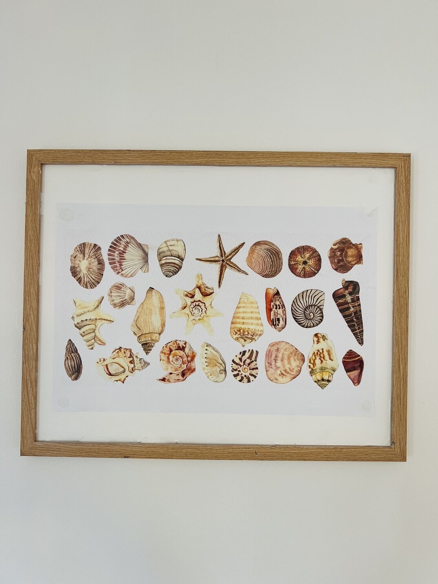 A framed collection of various seashells and starfish.