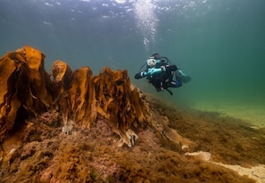 Divers