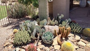 A garden with various cacti and succulents, a tall cactus in the center, and a building with a covered patio in the background.