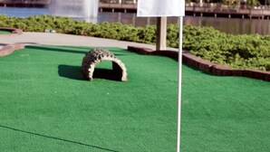 A golf course with a putting green, a flagstick, and a fountain in the background. - Great Value (Lake Buena Vista)