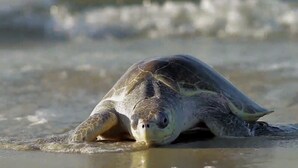 Une tortue sur une plage de sable.
