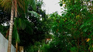 A paved pathway flanked by lush greenery and palm trees, leading through a garden area. - Mountain house with panoramic viewpoint.  (Florianópolis)