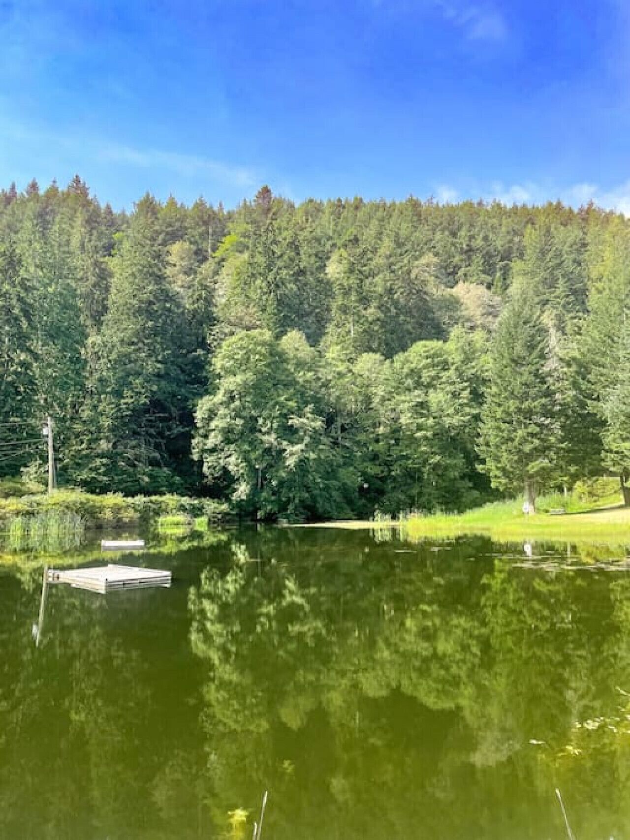 Un lago tranquilo rodeado de un bosque denso, con un muelle que se adentra en el agua.