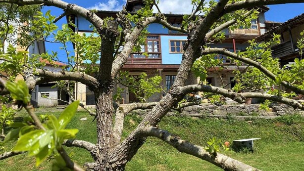 A tree with a birdhouse in its branches, a stone wall, and a building with a blue facade in the background. - RURAL TYPICAL ASTURIAS'S HOME (Prunales)