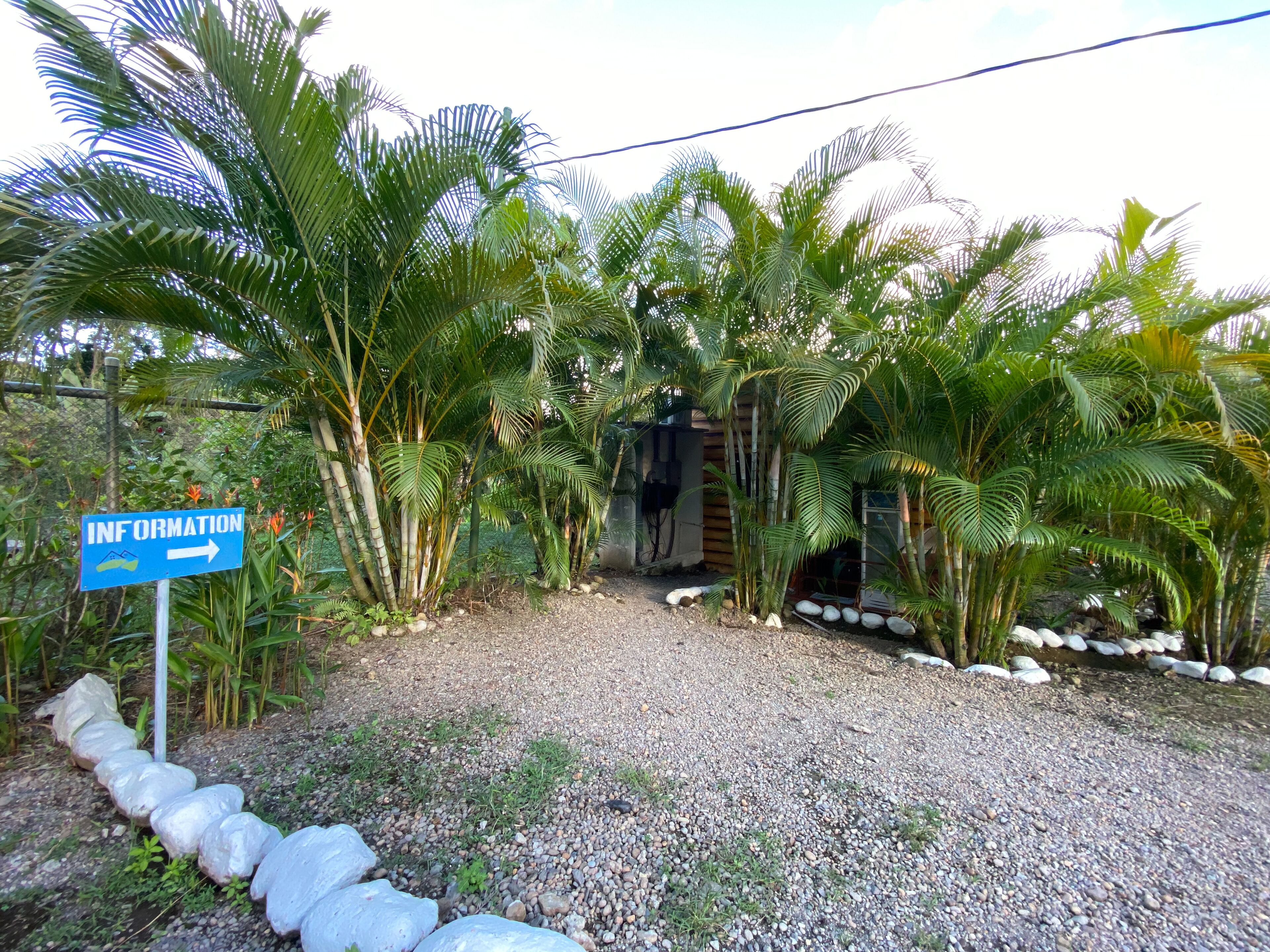 A gravel path leading to a wooden structure surrounded by palm trees.