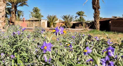 FERME DAR CHARACH luxury tent in the heart of the palm grove