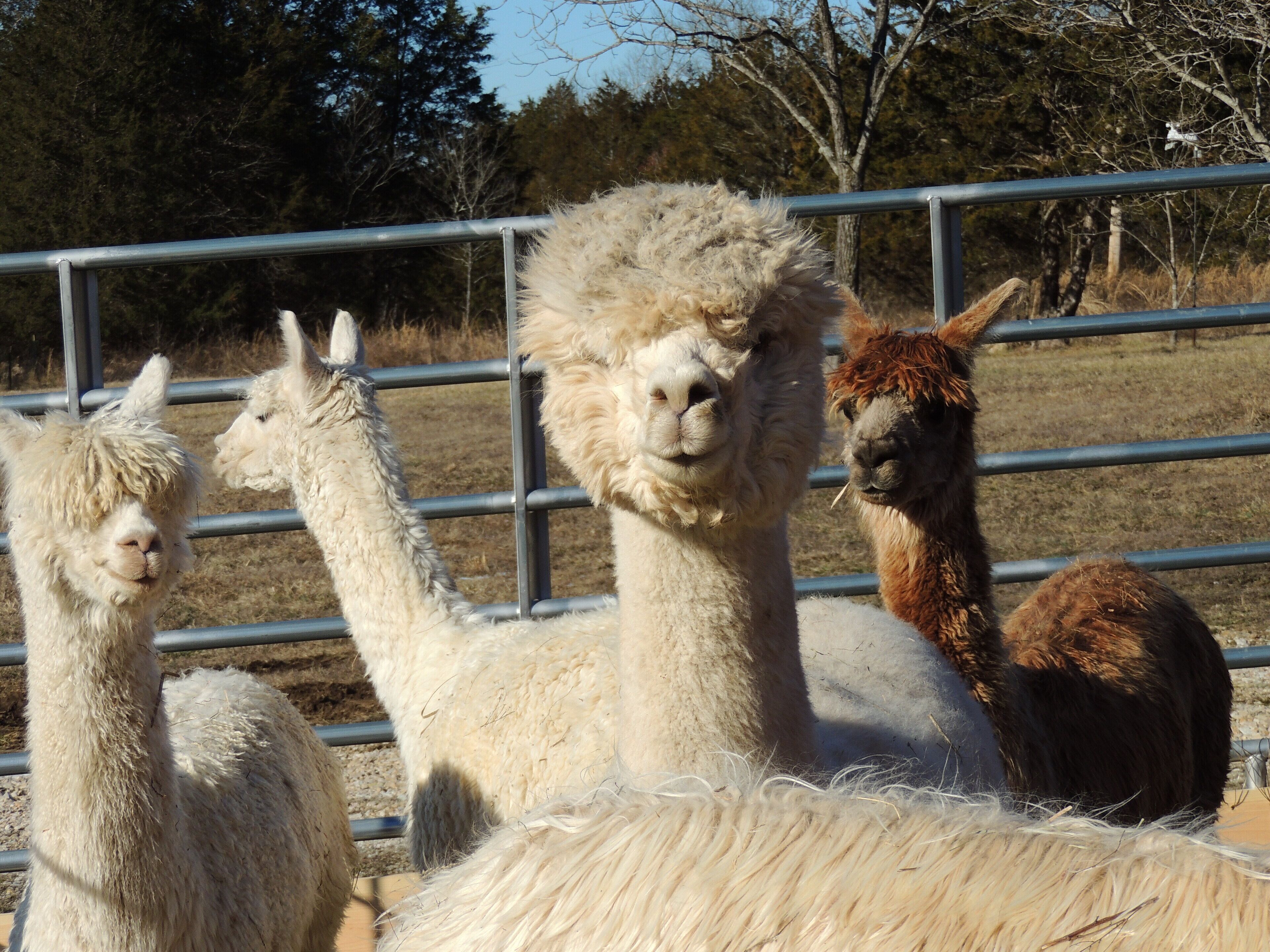 A group of alpacas in a fenced enclosure.