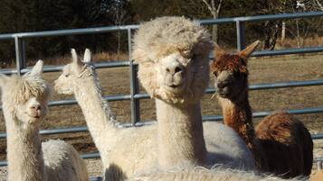 A group of alpacas in a fenced enclosure.