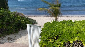 Una playa con una palmera y follaje verde en primer plano, que conduce a una playa de arena y el océano.
