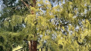 Un puente de madera cruzando un cuerpo de agua tranquilo, rodeado de exuberante vegetación y árboles.