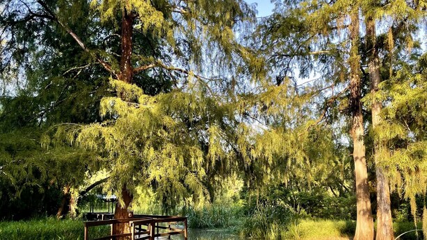 Un puente de madera sobre aguas tranquilas, rodeado de altos árboles y abundante vegetación.