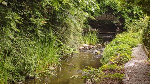 A natural water feature surrounded by dense greenery, including various plants and trees. - 2 bedroom gorgeous home in Ystad (Ystad)