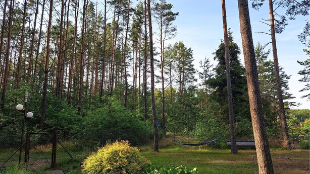 A forested area with tall trees, a hammock, and a bench.