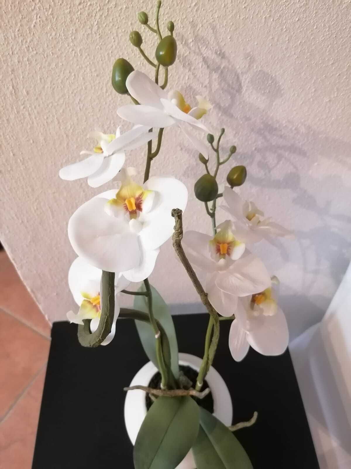 A potted orchid plant with white flowers and green buds, placed on a black surface against a textured wall.