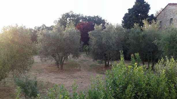 An olive grove with a stone building in the background. - Casa Annick Holiday Home (Barberino Tavarnelle)