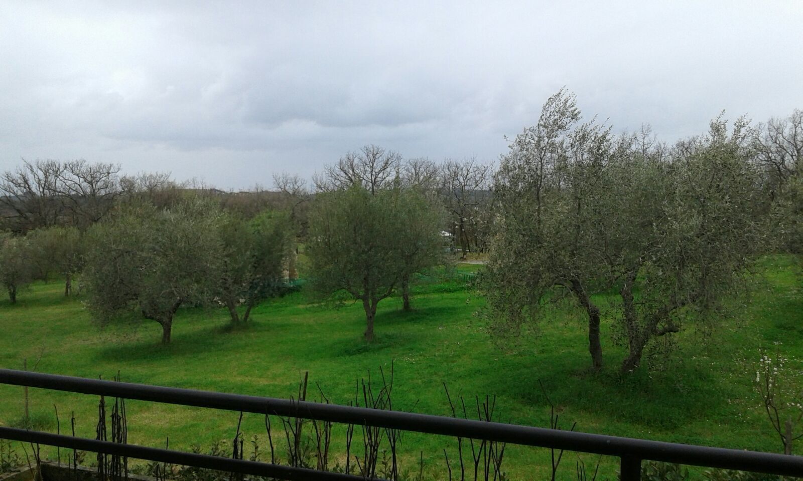 A grassy field with trees and a metal fence in the foreground.