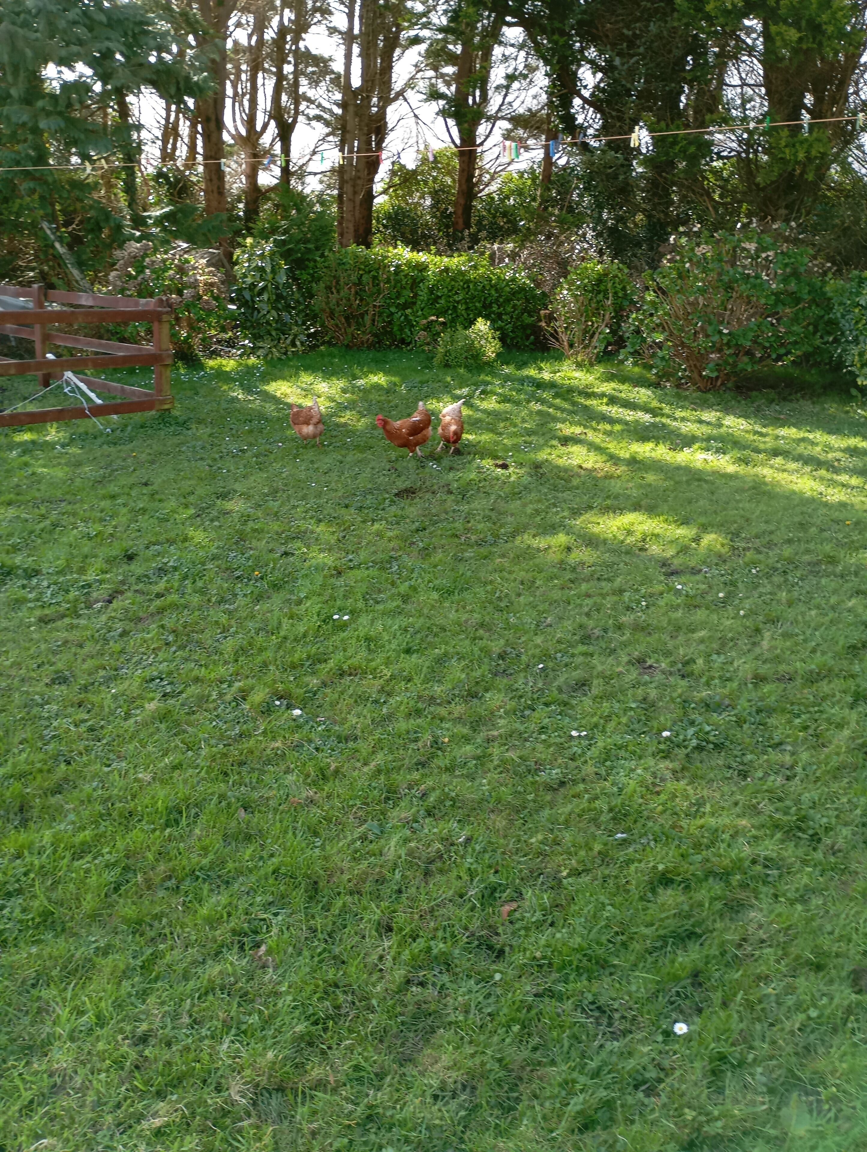 A grassy outdoor area with a wooden fence and trees in the background.