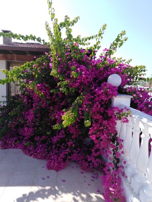 ヴィラ ベッドルーム (複数) 喫煙可 プライベートプール | 施設の敷地