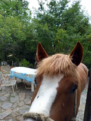 Property grounds - Adventure Holiday in Cilento (Tortorella)