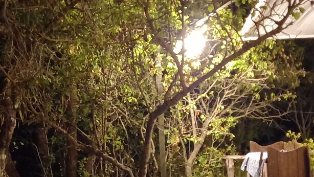 A dimly lit outdoor area with a wooden fence, a clothesline, and a tree.