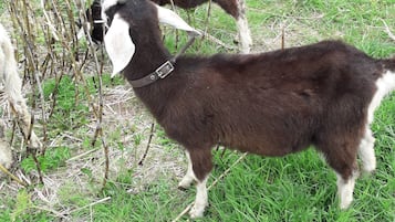 Two goats in a grassy area with some vegetation and a wire fence in the background.