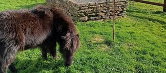 Room in Apartment - 1 Bedroom In A Homely Home With A Lovely Farm