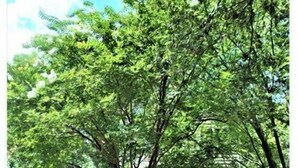 A pathway leading to a house surrounded by lush greenery and trees. - 3 Bdrm in Georgetown's Historic District (Georgetown)