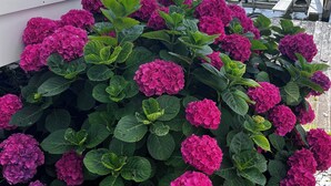 Een tuin met levendige roze hortensia's en een wit houten terras met uitzicht op een waterpartij.