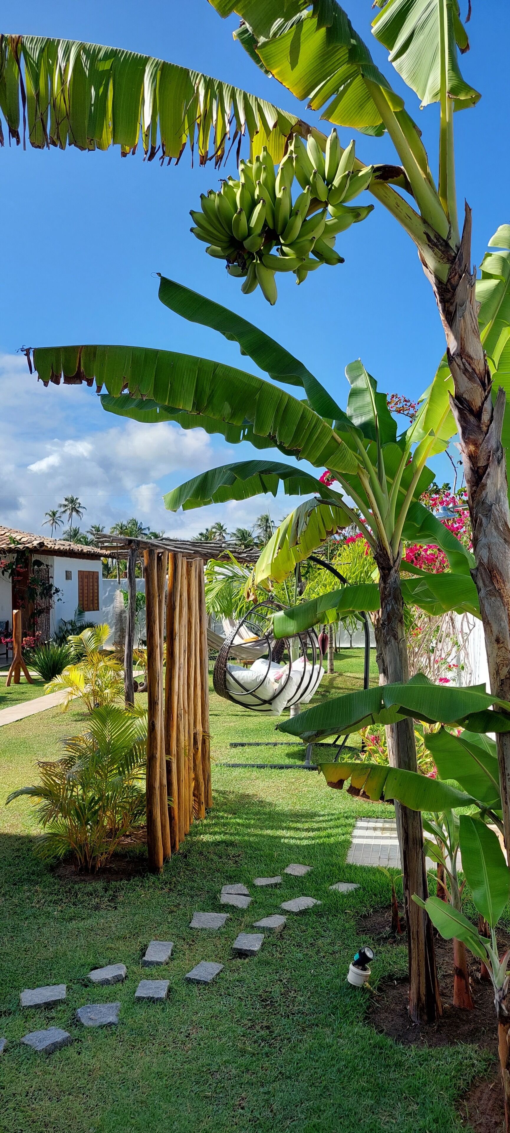 A garden with a banana tree, a swing, and a pathway.