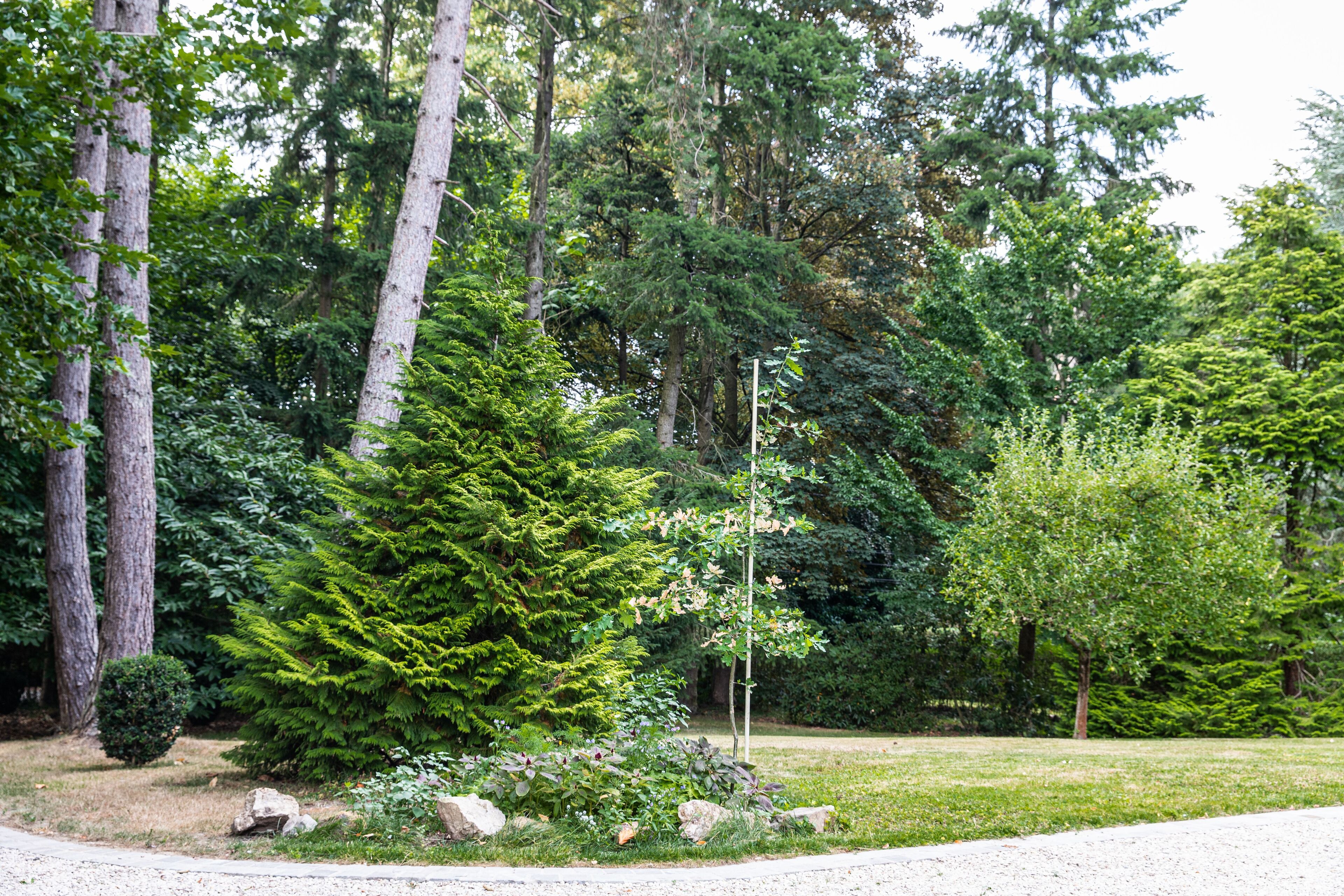 Un jardin aménagé avec différents arbres et arbustes, un chemin de gravier et un petit jardin de rocaille.