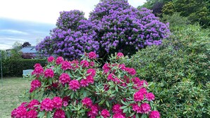 Un jardín con varios arbustos florecientes, incluyendo flores rosadas y púrpuras, y un seto al fondo.