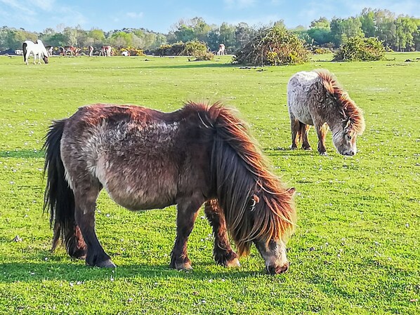 Un campo cubierto de hierba con dos caballos pastando.