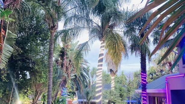 A pool area with palm trees, a wooden deck, and a building with purple lighting.