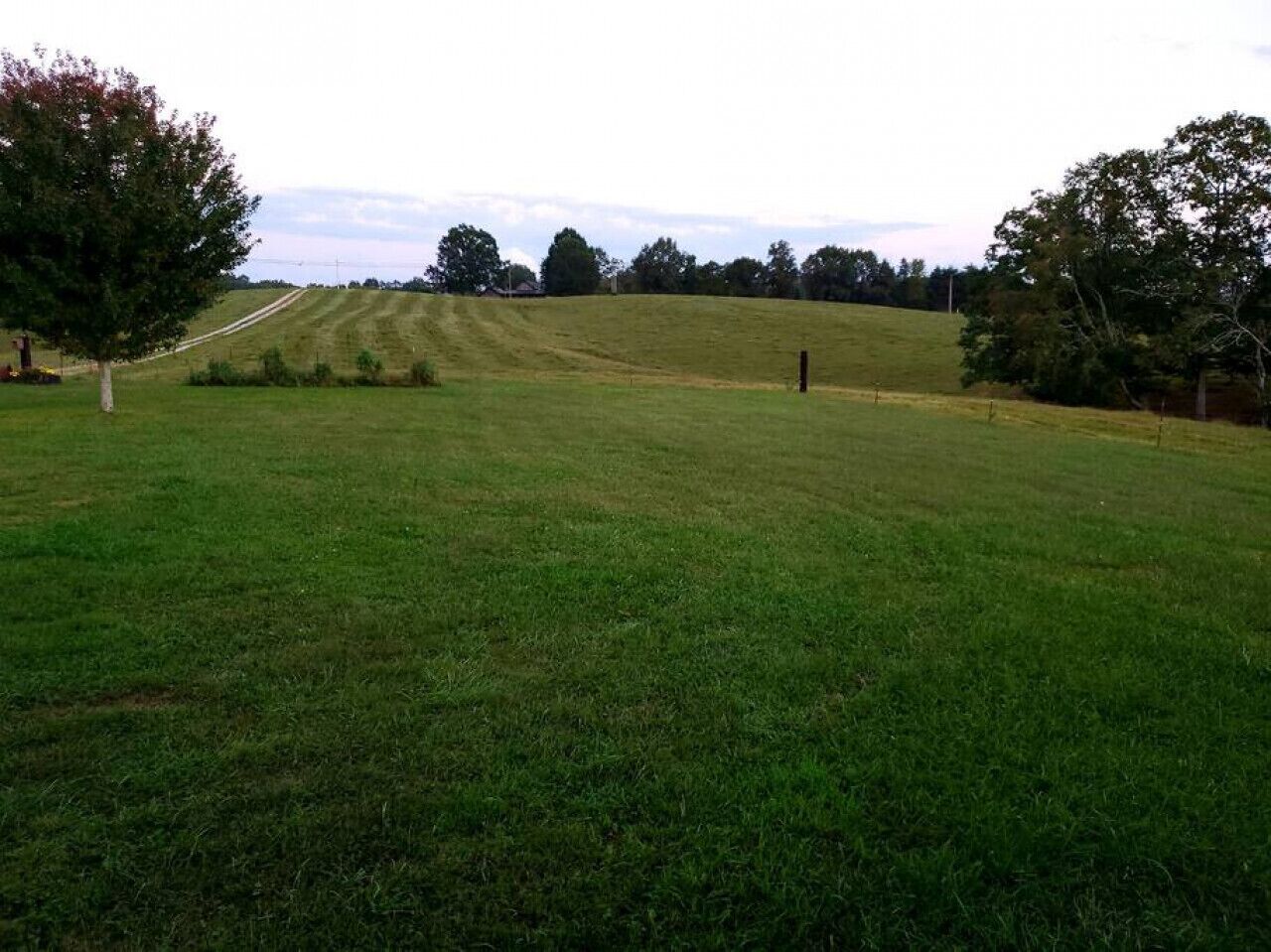 Een begroeiend veld met een boom en een hek in de verte.