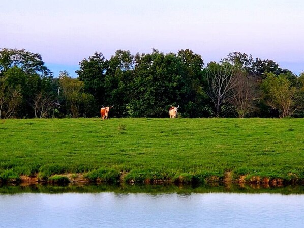 Un campo cubierto de hierba con un cuerpo de agua al frente y árboles en el fondo.