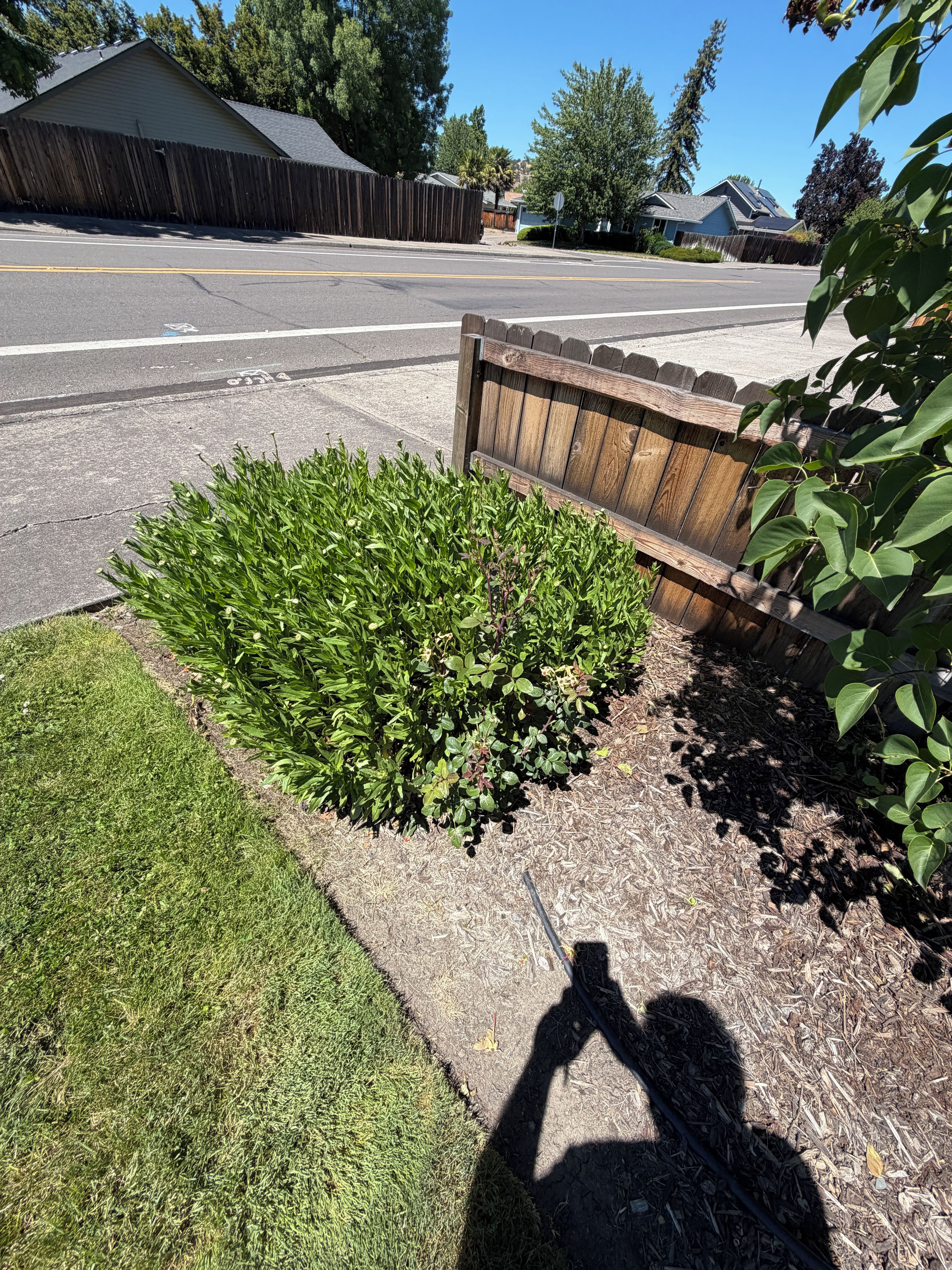A residential street with a wooden fence, a grassy area, and a clear sky.