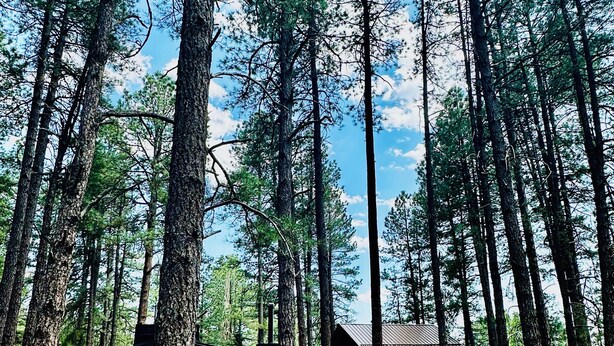 A cabin surrounded by tall pine trees in a forested area. - Bear Treehouse - An acre of cool pines, AC, walking distance to fun! (Munds Park)