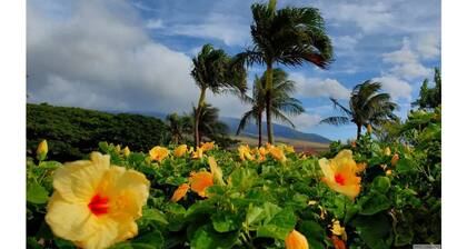 This remodeled condo earned "Best in Kihei" 4 times and “#1 in Maui” Ocean View!