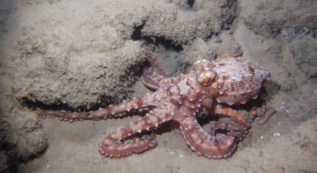 Un pulpo sobre un lecho marino arenoso.