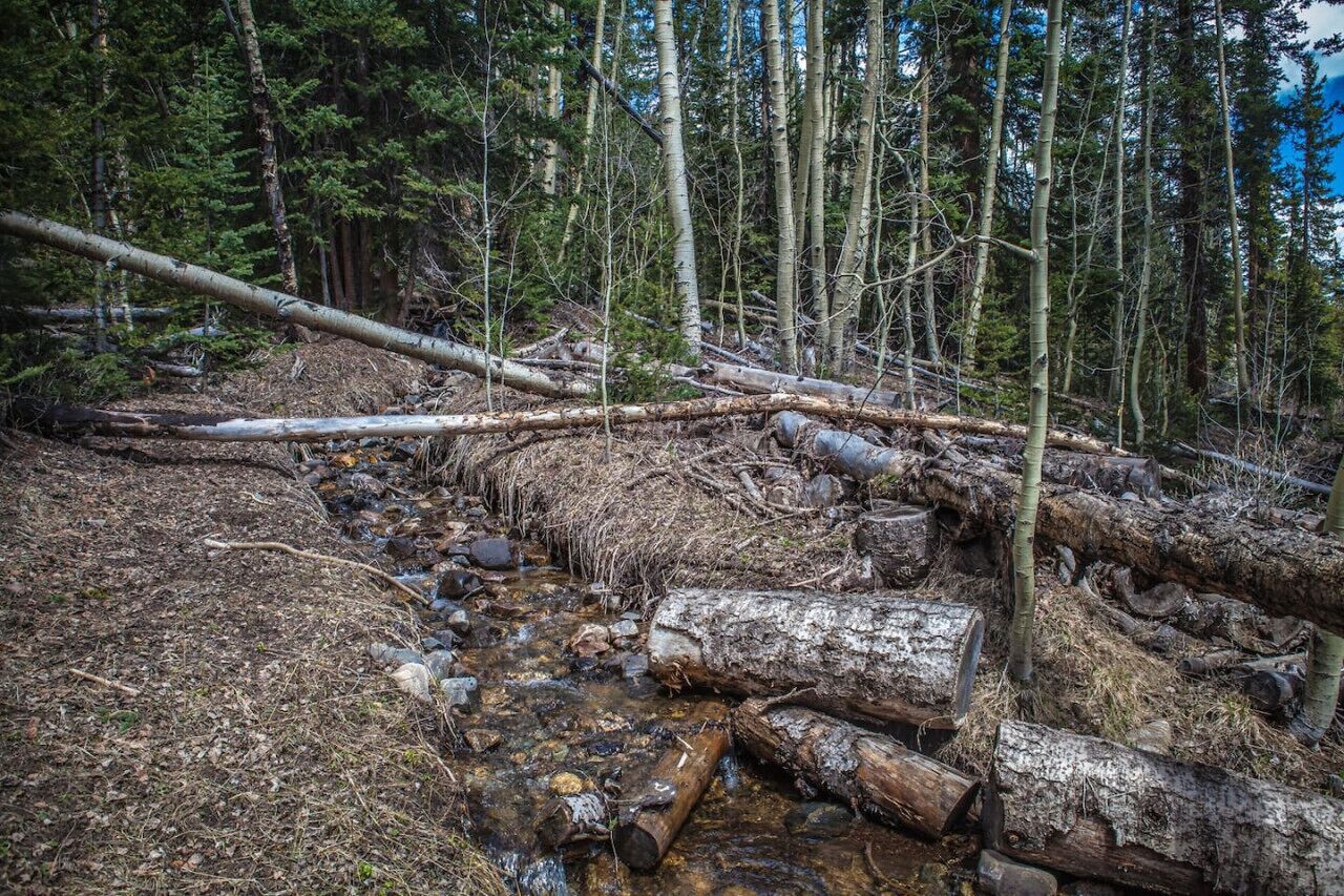 A forest scene with fallen trees and a stream.