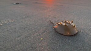 A seashell on a beach at sunset. - Serene Courtside Villa • 2 Pools • Free Pickleball, Tennis • 5-min Walk to Beach (Hilton Head Island)