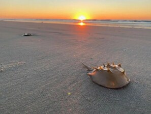 Nära stranden, solstolar och strandhanddukar