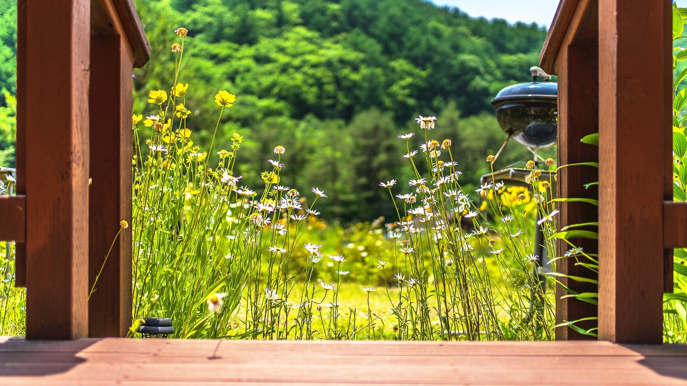 A wooden pathway leading through a garden with various flowers and a water feature.