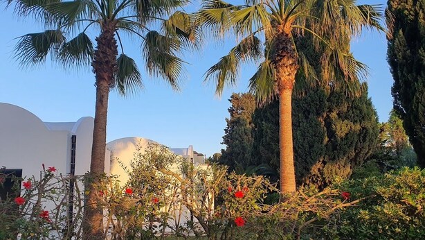 A garden with palm trees and red flowers, a white building, and a tall tree in the background.