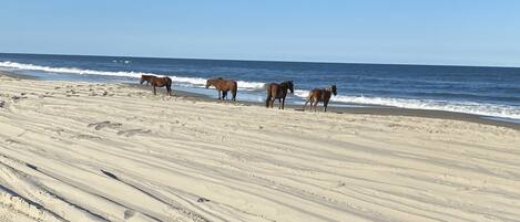 Beach nearby, sun-loungers, beach towels